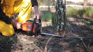 How Our Tree Care Process Works  in  Deer Park, NY